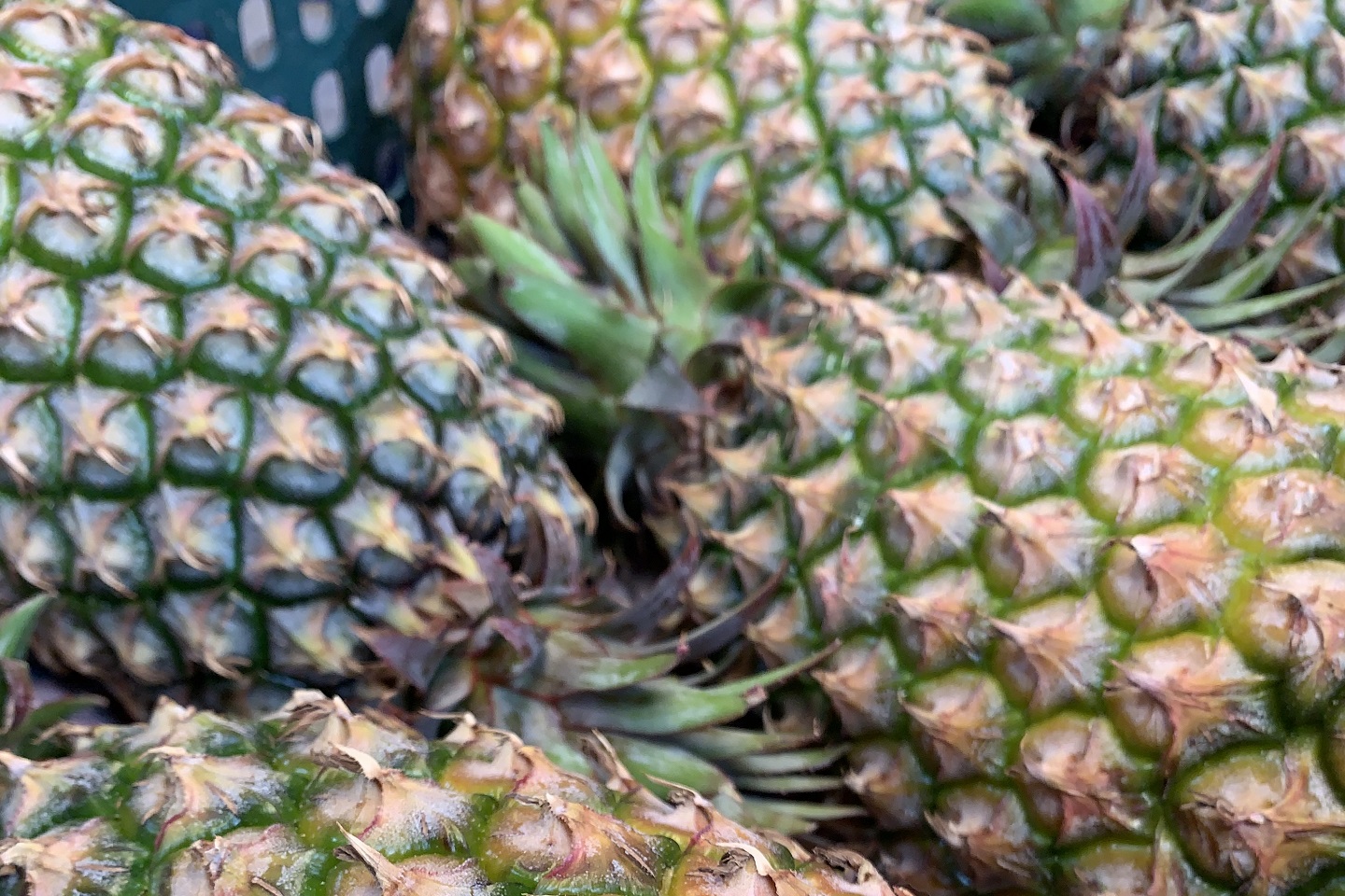 飛蚊症バイバイ！台湾の研究：パイナップルを食べると症状が70％軽減される